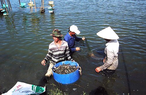 Bỏ lúa nuôi tôm, nông dân thu lãi hàng trăm triệu đồng mỗi năm Bỏ lúa nuôi tôm, nông dân thu lãi hàng trăm triệu đồng mỗi năm