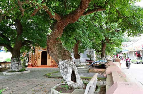 Bí mật về bốn "cụ cây", đại gia trả 8 tỉ nhưng cả làng không bán Bí mật về bốn "cụ cây", đại gia trả 8 tỉ nhưng cả làng không bán