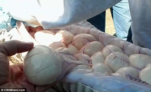 Mỹ: Tay không bắt trăn khổng lồ, mổ ra diệt 78 quả trứng - 4