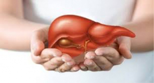 Phát hiện cây "cực quý dễ kiếm" giúp hạ men gan do bia rượu chỉ sau 15 ngày - 3