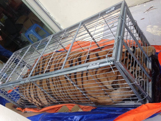 Mua hổ sống nặng 200 kg từ Nghệ An ra Hà Nội nấu cao - 1