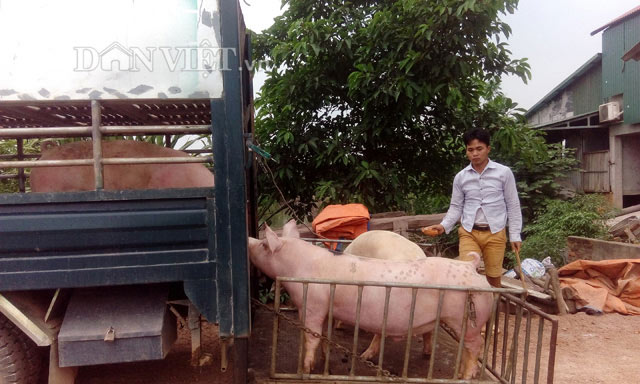 1 triệu tấn lợn Việt Nam sẽ xuất khẩu chính ngạch sang Trung Quốc - 1