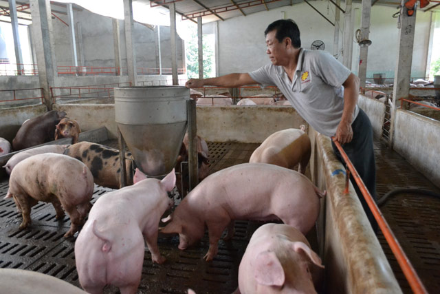 1 triệu tấn lợn Việt Nam sẽ xuất khẩu chính ngạch sang Trung Quốc - 2