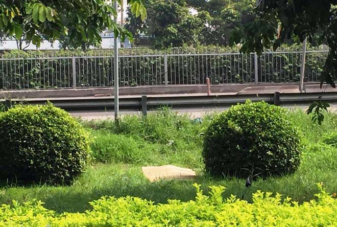 Cô gái trẻ chết bí ẩn trên bãi cỏ trong công viên Cô gái trẻ chết bí ẩn trên bãi cỏ trong công viên