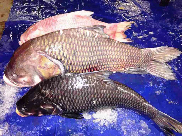 Bộ 3 cá hô &#34;khủng&#34; màu hồng, vàng, đen xuất hiện ở Sài Gòn - 4