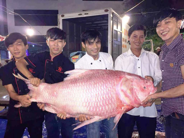 Bộ 3 cá hô &#34;khủng&#34; màu hồng, vàng, đen xuất hiện ở Sài Gòn - 2