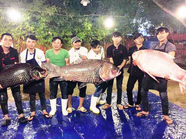 Bộ 3 cá hô &#34;khủng&#34; màu hồng, vàng, đen xuất hiện ở Sài Gòn - 6