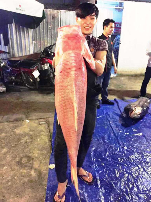 Bộ 3 cá hô &#34;khủng&#34; màu hồng, vàng, đen xuất hiện ở Sài Gòn - 3