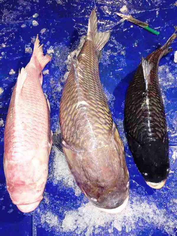 Bộ 3 cá hô &#34;khủng&#34; màu hồng, vàng, đen xuất hiện ở Sài Gòn - 5