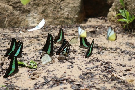 amp;#34;Thiên đường bướmamp;#34; đẹp mê hồn ở Đắk Lắk - 4