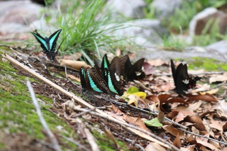 amp;#34;Thiên đường bướmamp;#34; đẹp mê hồn ở Đắk Lắk - 12