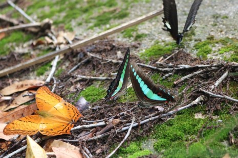 amp;#34;Thiên đường bướmamp;#34; đẹp mê hồn ở Đắk Lắk - 9