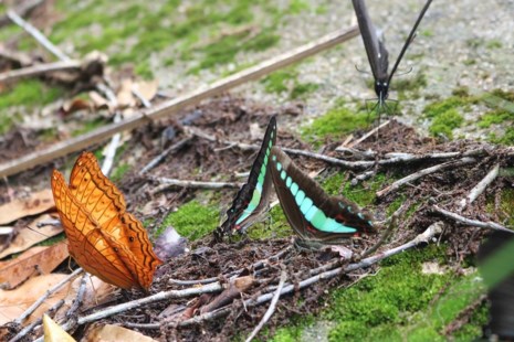 amp;#34;Thiên đường bướmamp;#34; đẹp mê hồn ở Đắk Lắk - 10