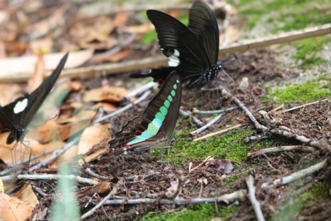 amp;#34;Thiên đường bướmamp;#34; đẹp mê hồn ở Đắk Lắk - 7
