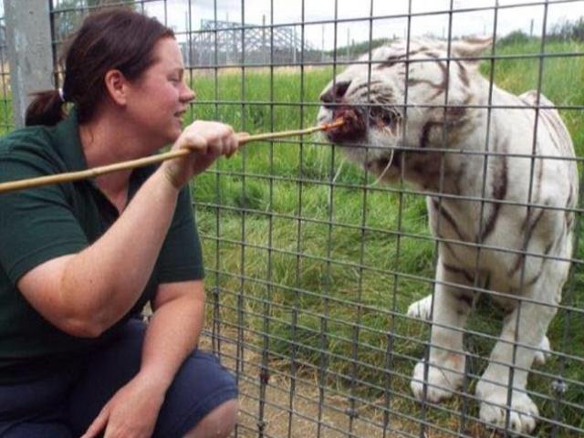 Hổ trắng cắn chết nhân viên vườn thú gây chấn động Anh