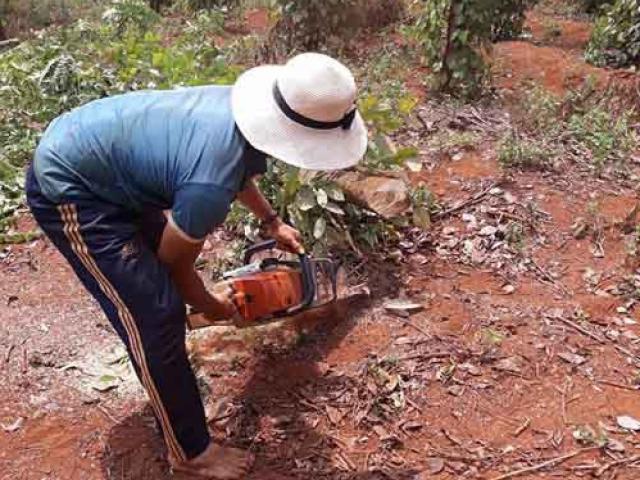 Giá tiêu giảm còn 54.000 đ/kg, nông dân dùng cả cưa máy chặt tiêu