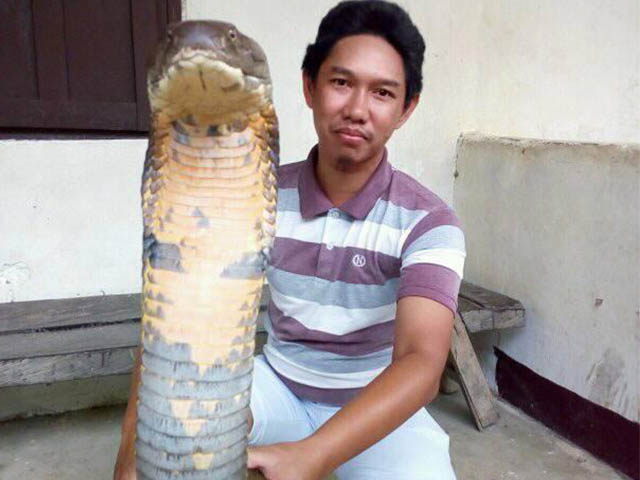 NÓNG nhất tuần: Hổ mang chúa khổng lồ chưa từng thấy ở Indonesia