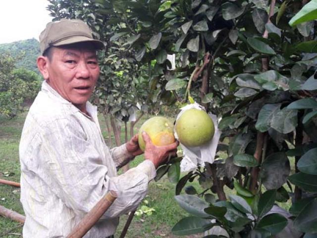 Cây có múi nguy cơ vỡ trận: 1 cây bưởi thu 10 triệu, ai không ham Cây có múi nguy cơ vỡ trận: 1 cây bưởi thu 10 triệu, ai không ham