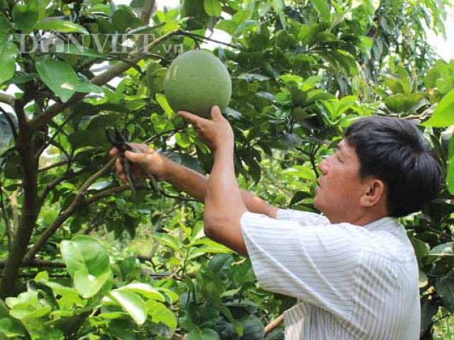 Làm giàu ở nông thôn: Thu tiền tỷ từ 3ha bưởi da xanh trên đất phèn
