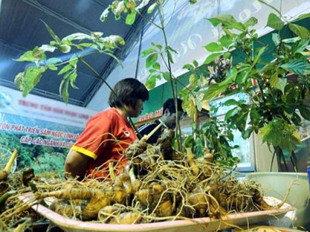 Chỉ bán hơn nửa tạ sâm Ngọc Linh, bỏ túi 5 tỷ đồng từ một phiên chợ