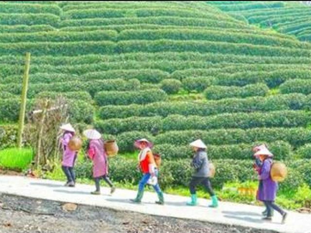 Ghé thăm "đệ nhất làng trà" - Nơi sản xuất ra trà Long Tỉnh trị giá hàng trăm triệu đồng/kg