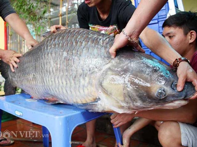 Hành trình đưa cá trắm đen 65kg lớn nhất Việt Nam lên bàn tiệc