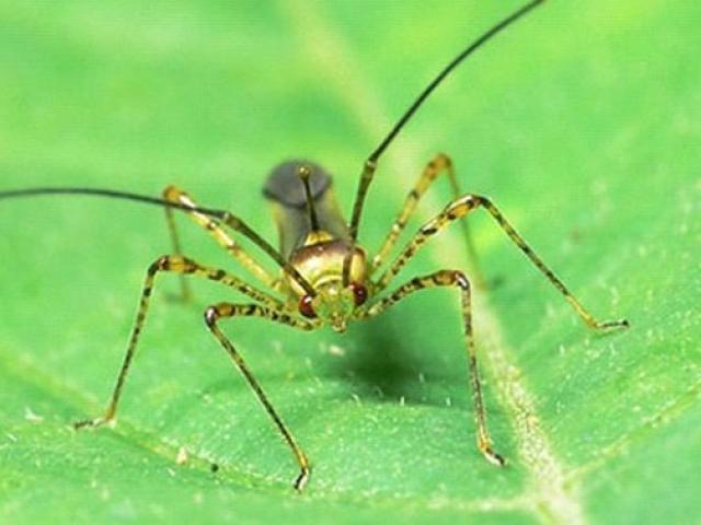 "Siêu" bọ xít khiến nhiều nhà máy phải... đóng cửa