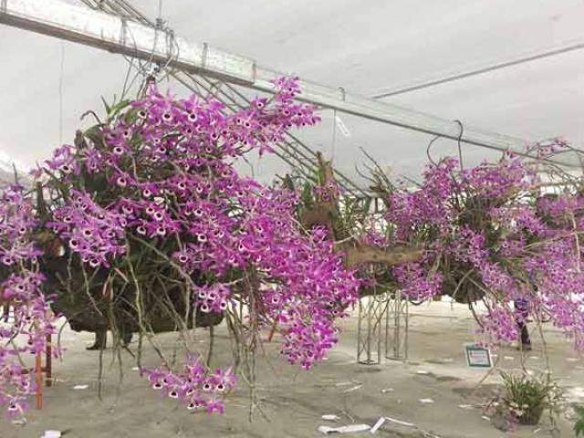 "Nữ hoàng các loài hoa" từ rừng xuống phố "hút hồn" dân chơi