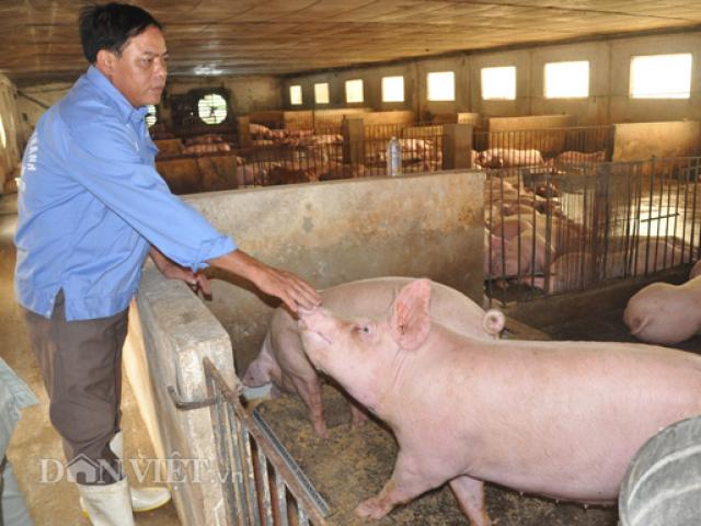 "Tôi sẽ nói thật với Thủ tướng về khó khăn của người nuôi lợn"
