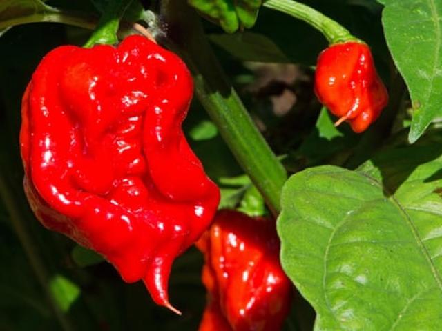 Ăn ớt cay nhất thế giới, bị “hành hạ” suốt 5 tuần Ăn ớt cay nhất thế giới, bị “hành hạ” suốt 5 tuần