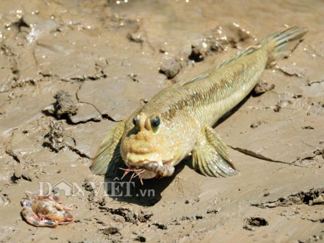 Rợn người xem anh nông dân Đất Mũi chăm loài cá "quái vật" thòi lòi