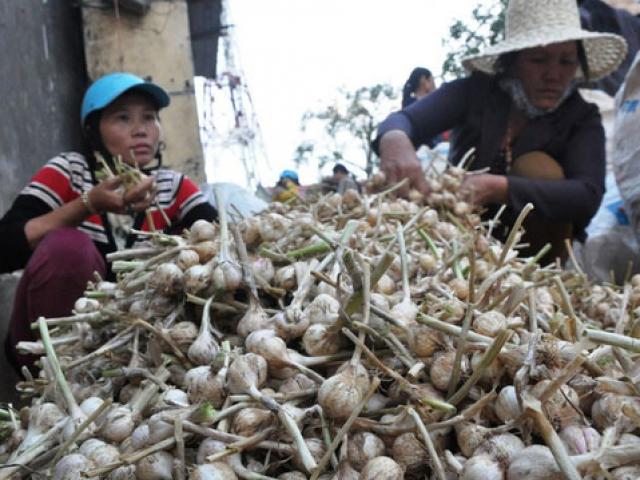 Bất lực nhìn tỏi Lý Sơn bị giả