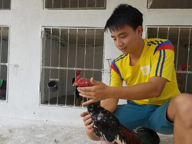 Dược sỹ trẻ về nuôi “thần kê”, lãi 40 – 50 triệu đồng/tháng