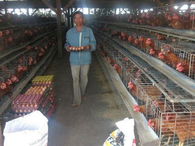 Lạ: Việt Nam nhập khẩu trứng gà, muối hằng năm