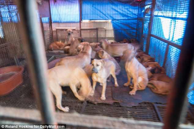 Hàn Quốc: Giết chó hàng xóm rồi mời chủ sang ăn chung - 2