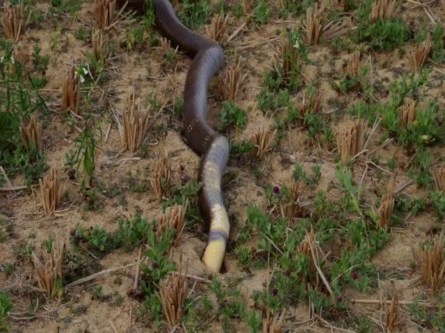 Video: The king cobra twists its body like a drill, pulls the cobra to the ground and then slowly swallows it