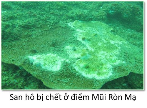Bộ ảnh đáy biển miền Trung bị hủy diệt khiến ai cũng xót xa - 1