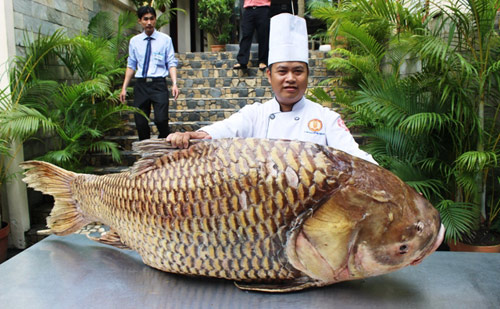Cá hô nặng gần 130kg “bơi” từ Biển Hồ về Sài Gòn Cá hô nặng gần 130kg “bơi” từ Biển Hồ về Sài Gòn