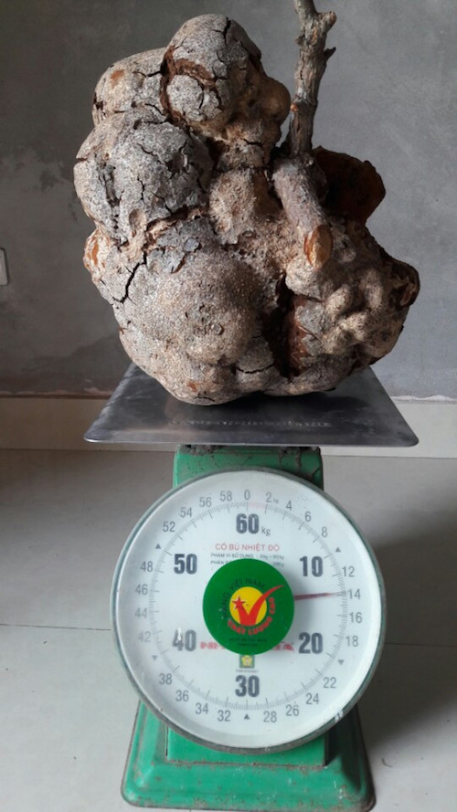 Tìm được nấm phục linh "khủng" quý hiếm, 200 triệu chưa bán - 2