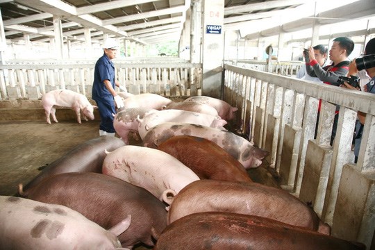 Phát hiện lợn chứa chất cấm ở Hà Nội, Hải Phòng - 1