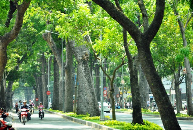 TP.HCM chặt hạ sọ khỉ trăm tuổi: Việc làm bất đắc dĩ TP.HCM chặt hạ sọ khỉ trăm tuổi: Việc làm bất đắc dĩ