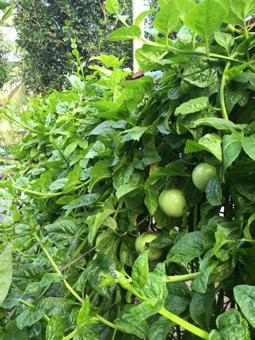 Mẹ Việt đưa giống cây sang Malaysia phủ kín vườn 200m2 - 5