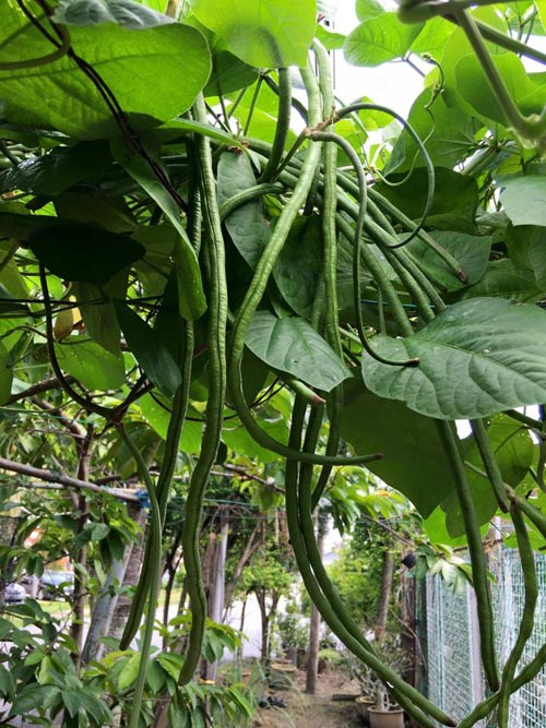 Mẹ Việt đưa giống cây sang Malaysia phủ kín vườn 200m2 - 7
