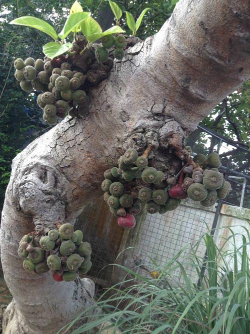 Mẹ Việt đưa giống cây sang Malaysia phủ kín vườn 200m2 - 1