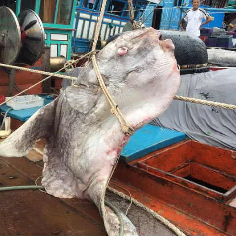 Bắt được cá mặt trăng "khủng" nặng gần 1 tấn Bắt được cá mặt trăng "khủng" nặng gần 1 tấn