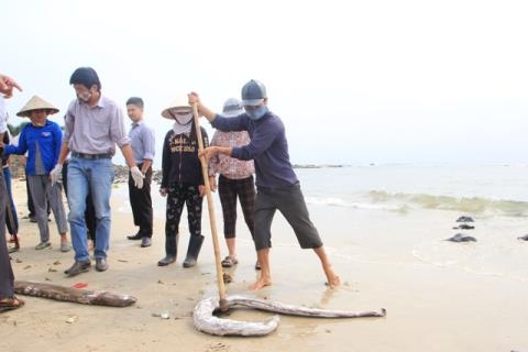 Biển miền Trung sẽ tự đào thải độc tố? Biển miền Trung sẽ tự đào thải độc tố?