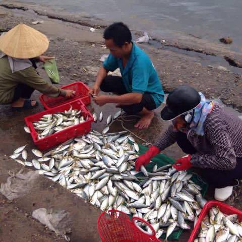 Tin mới nhất về kết quả kiểm nghiệm cá ở miền Trung Tin mới nhất về kết quả kiểm nghiệm cá ở miền Trung