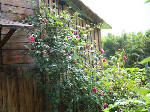 Choáng với vườn hồng đẹp như tây ở ngoại ô Hà Nội - 2