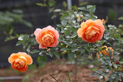 Choáng với vườn hồng đẹp như tây ở ngoại ô Hà Nội - ảnh 3