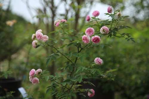 Choáng với vườn hồng đẹp như tây ở ngoại ô Hà Nội - 10